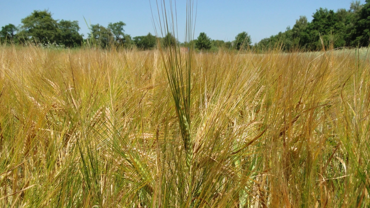 Publieksrondleiding Oogsttijd op de Akker